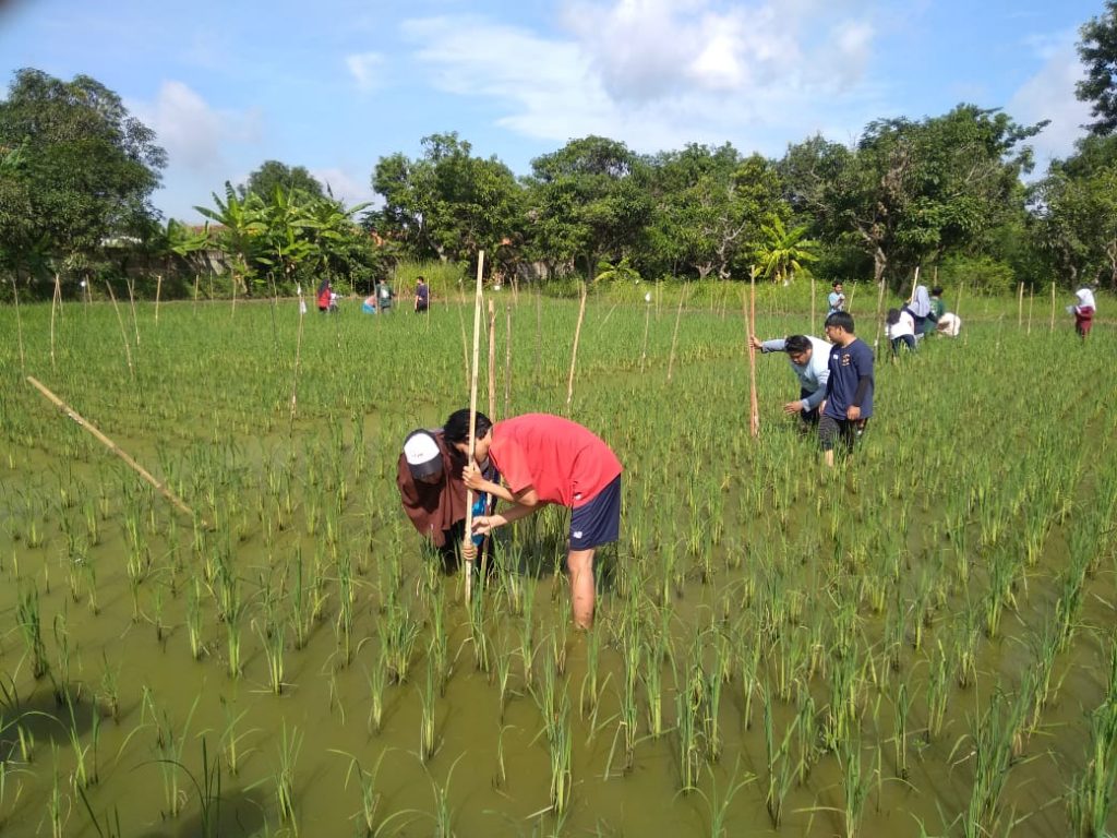 kebun 3